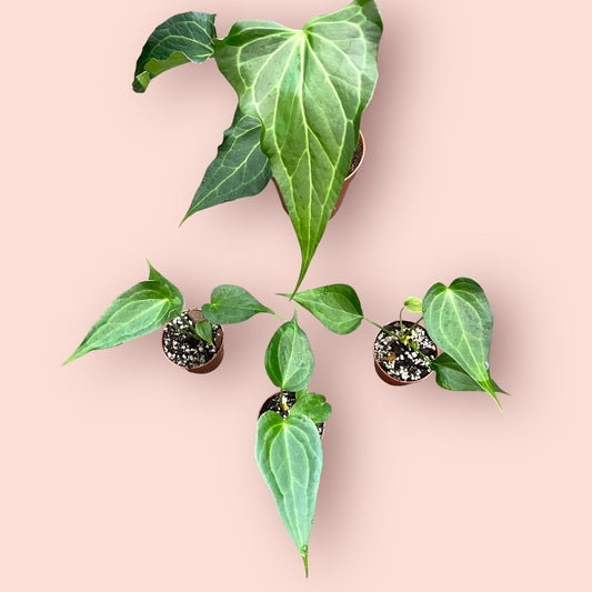 Anthurium Delta Force - Pot 7cm (SC)
