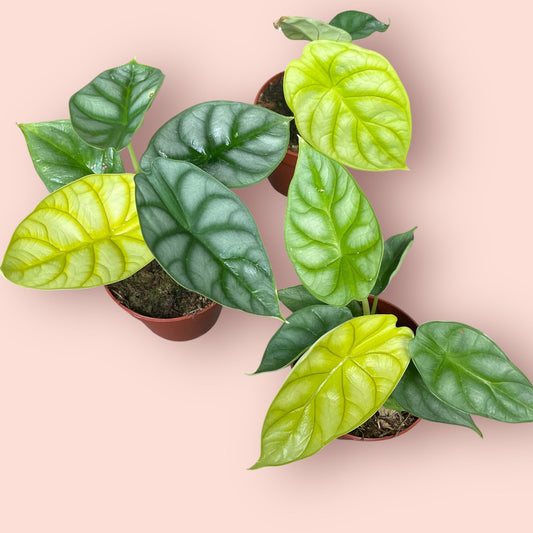 Alocasia Gold Dragon - Pot 7cm (SC)