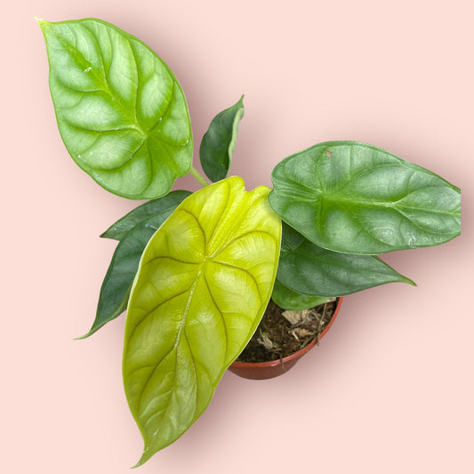 Alocasia Gold Dragon - Pot 7cm (SC)
