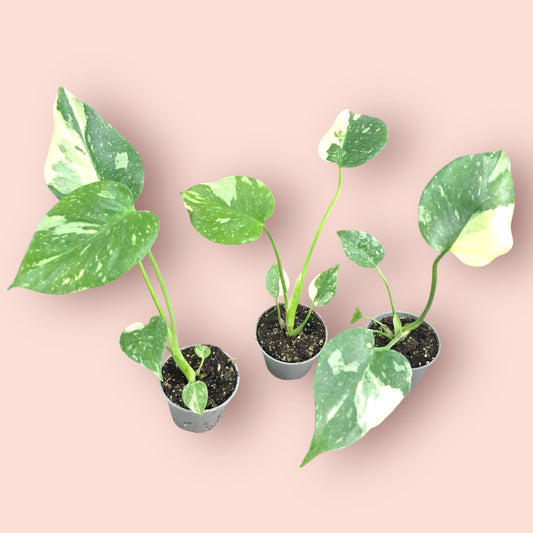 Monstera Thai Constellation - Pot 6cm (SC)