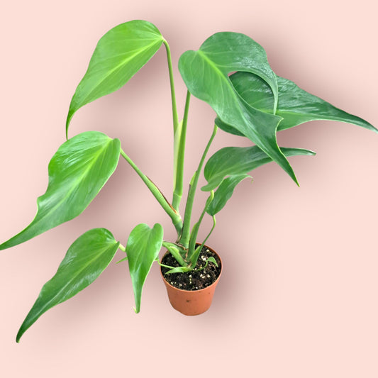Monstera Burle Marx Flame - Pot 12cm (SC)