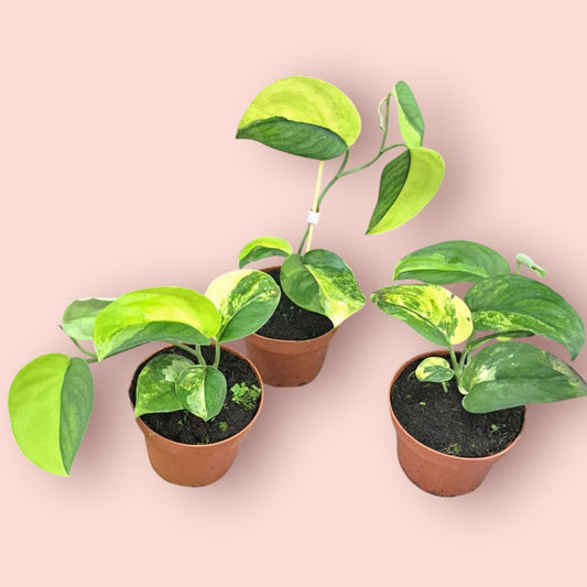 Scindapsus Jade Satin Variegata - Pot 12cm (SC)
