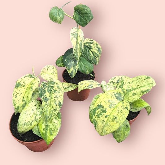 Scindapsus Creme Brulee - Pot 12cm (SC)
