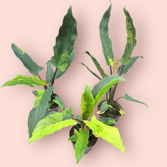 Alocasia Lauterbachiana (SadPlant) - Pot 12cm (SC)