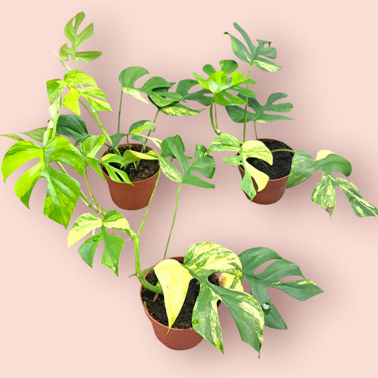 Rhaphidophora Tetrasperma Aurea Variegata - Pot 12cm (SC)