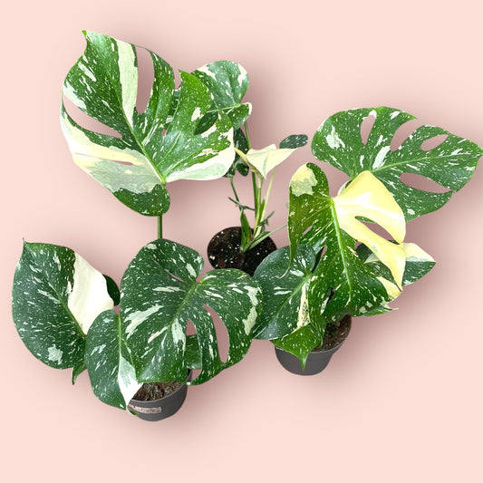 Monstera Thai Constellation - Pot 12cm (SC)