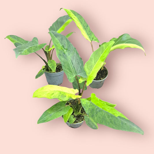 Alocasia Lauterbachiana (SadPlant) - Pot 6cm (SC)