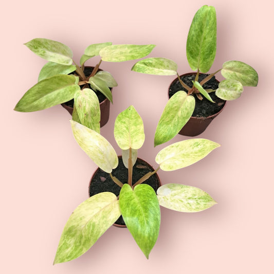 Philodendron Painted Lady - Pot 12cm (SC)