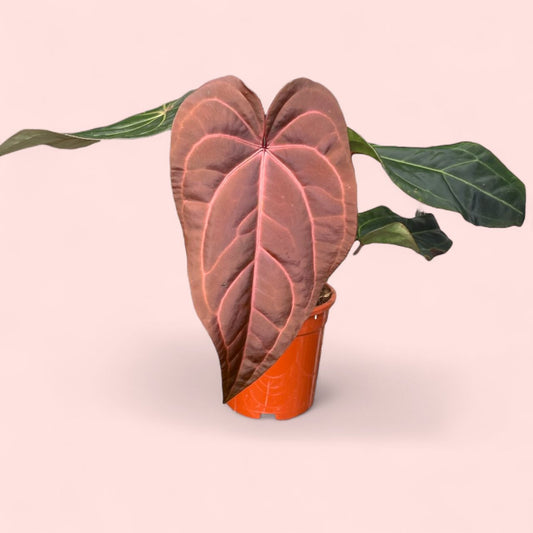 Anthurium DocBlock Red Velvet Cake X Dark and Handsome - Pot 17cm