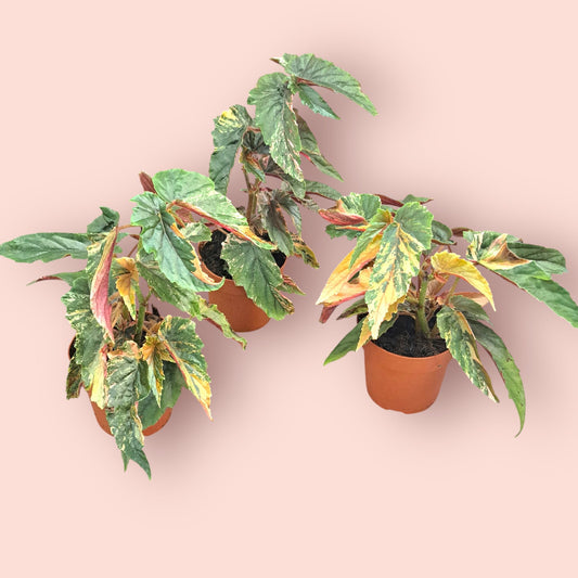 Begonia Ginny Galaxy - Pot 12cm (SC)