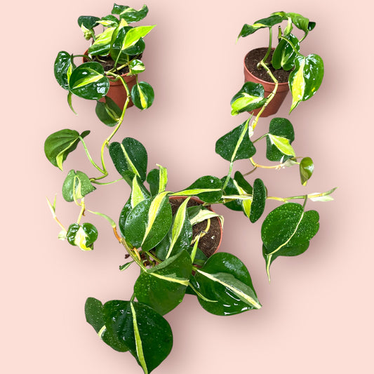 Philodendron Cream Splash - Pot 12cm (SC)