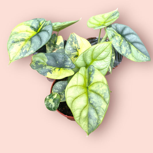 Alocasia Silver Dragon Aurea Variegata - Pot 7cm (SC)