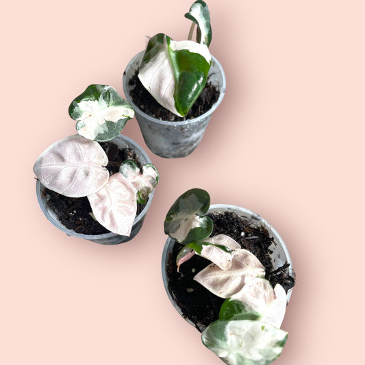 Alocasia Balloon Heart Pink Variegata - Pot 6cm (SC)