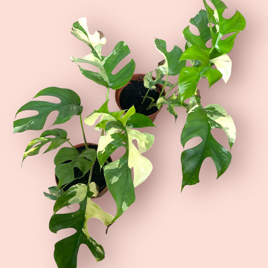 Rhaphidophora Tetrasperma Albo Variegata (SadPlant) - Pot 12cm (SC)