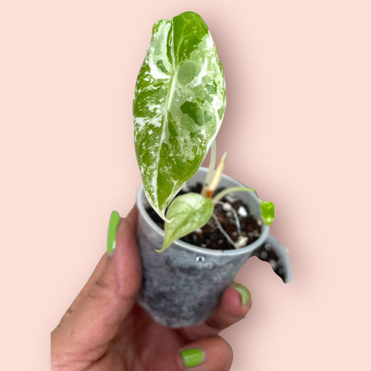 Alocasia Watsoniana Albo Pink Variegata - Pot 6cm (SC)