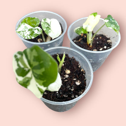 Alocasia Melo Albo Variegata - Pot 6cm (SC)