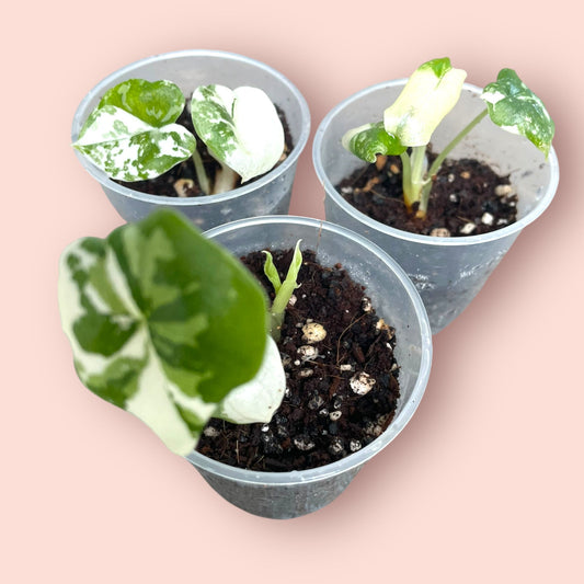 Alocasia Melo Albo Variegata - Pot 6cm (SC)