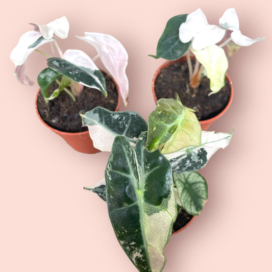 Alocasia Polly Pink High Variegata - Pot 7cm (SC)