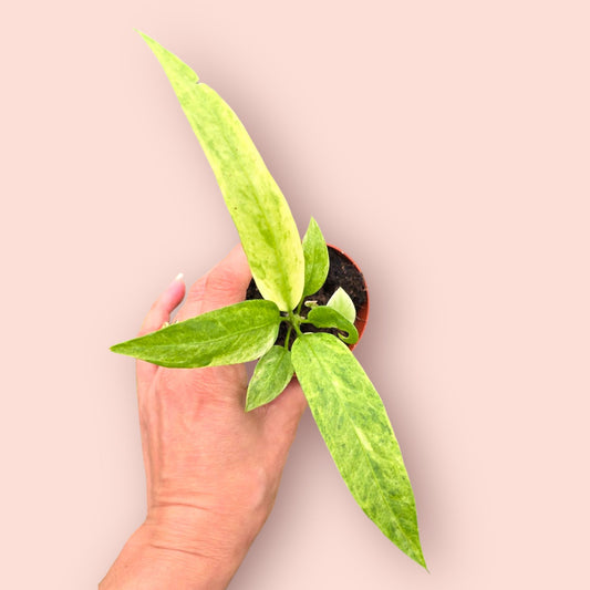 Anthurium Vittarifolium Variegata - Pot 7cm (SC)