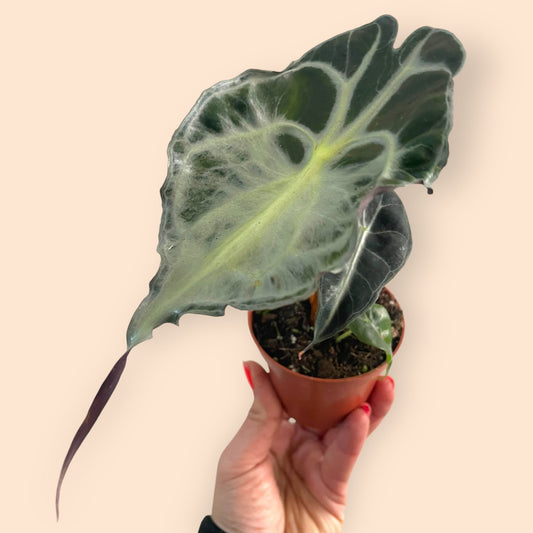 Alocasia Venom (SC)