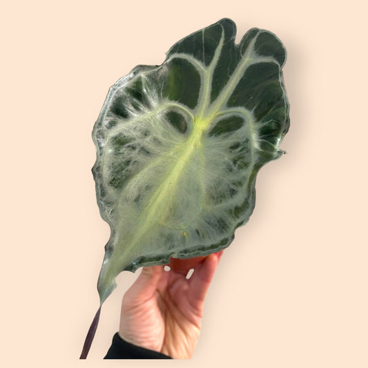 Alocasia Venom (SC)